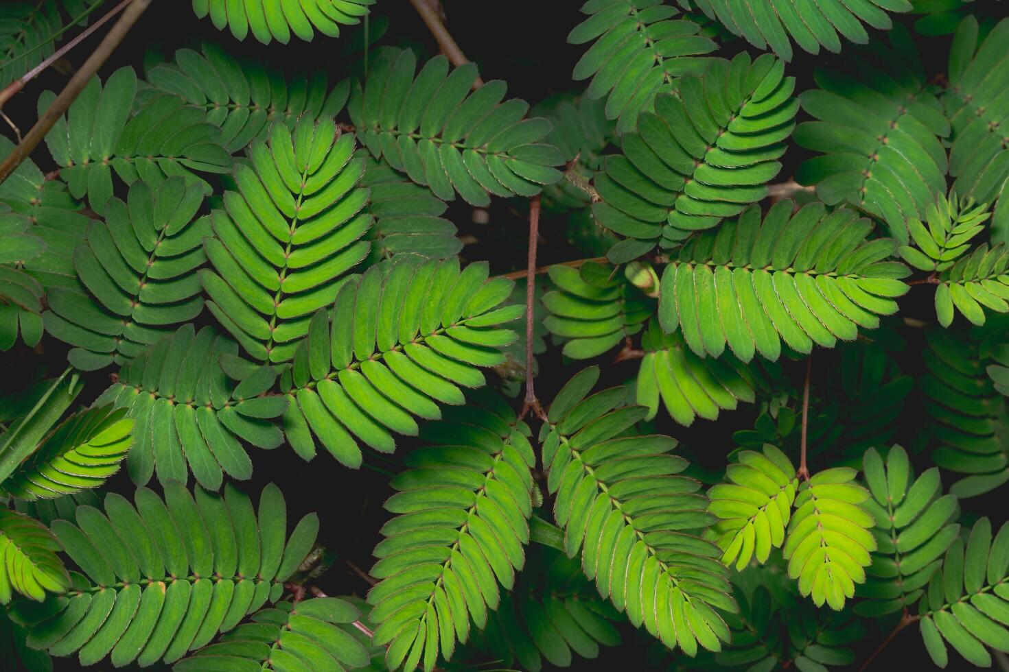 Green natural background photo