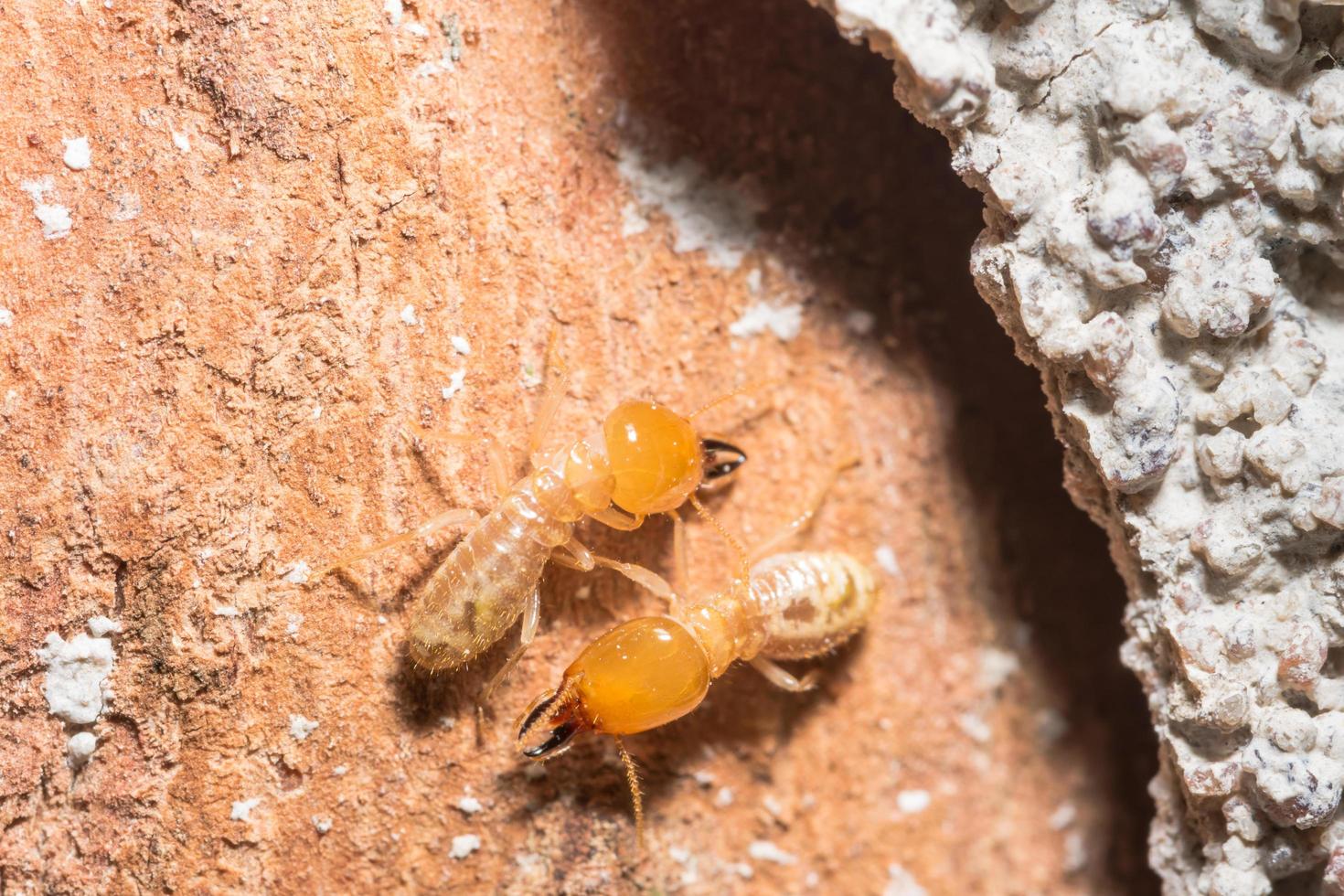 Termites on a log photo