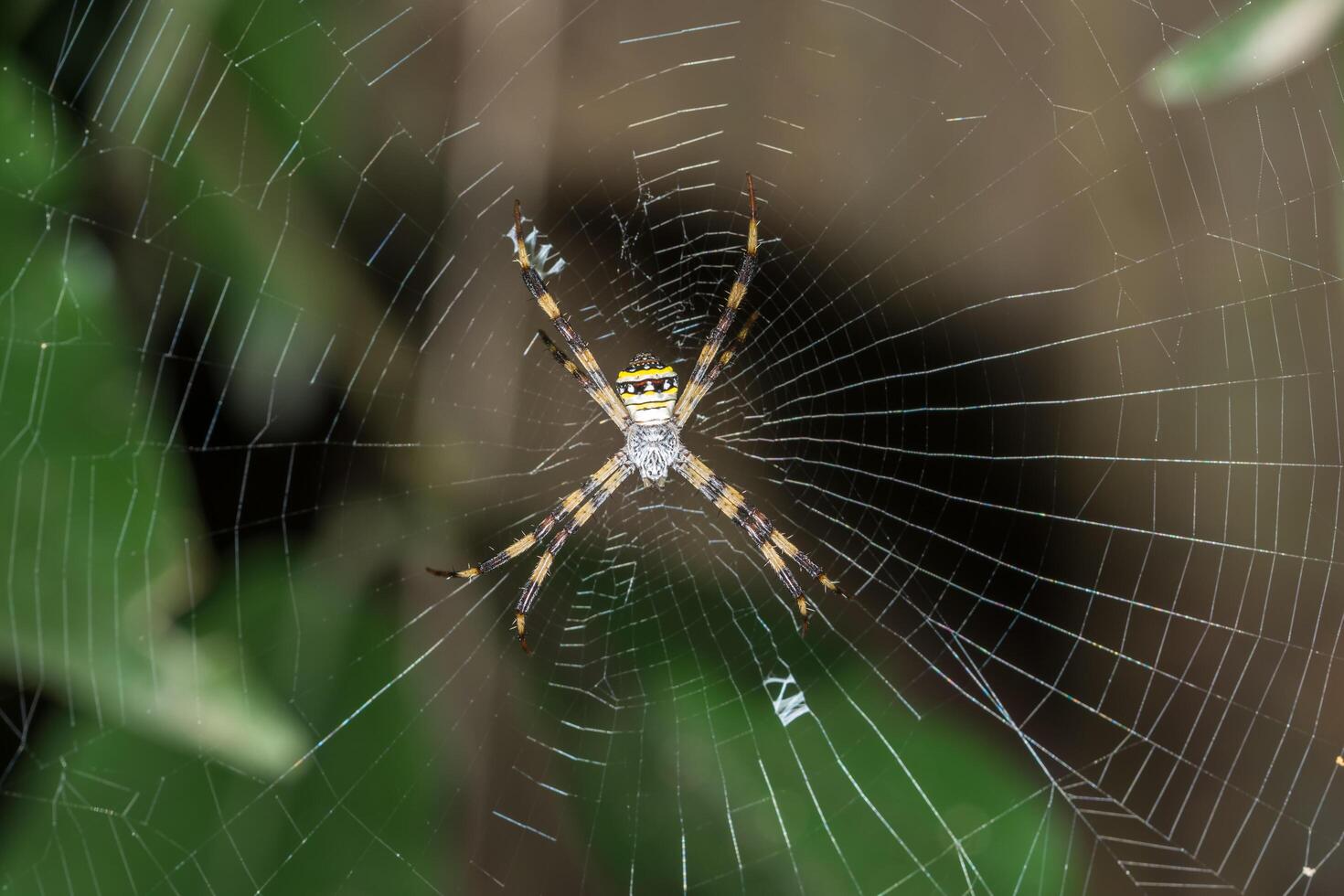 Spider in the spider web photo