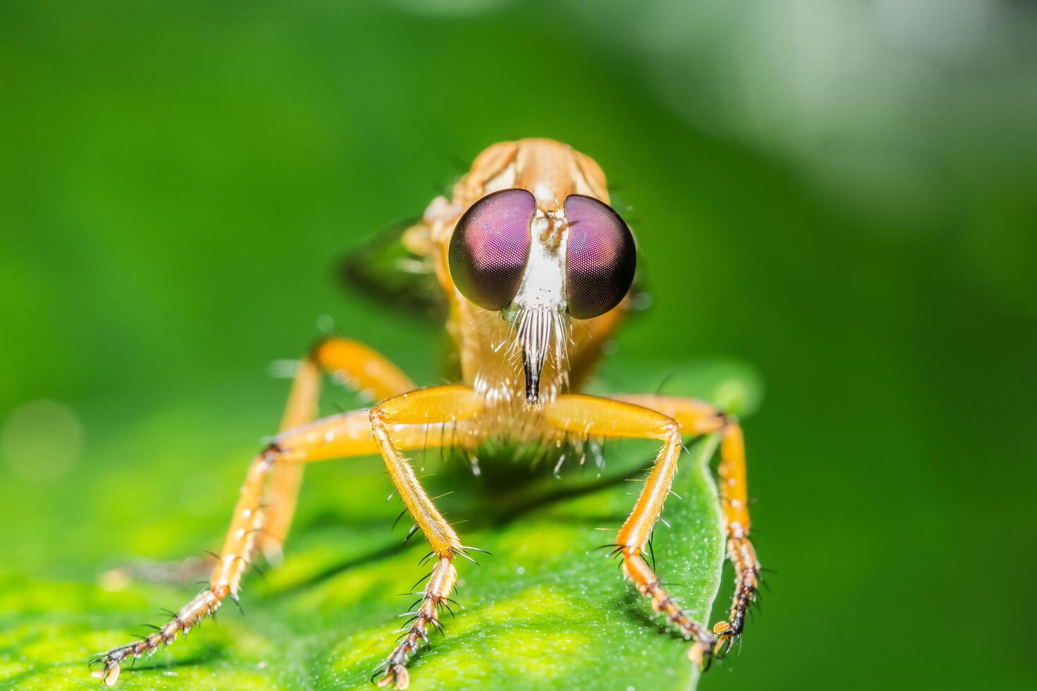 Robberfly on a leaf photo