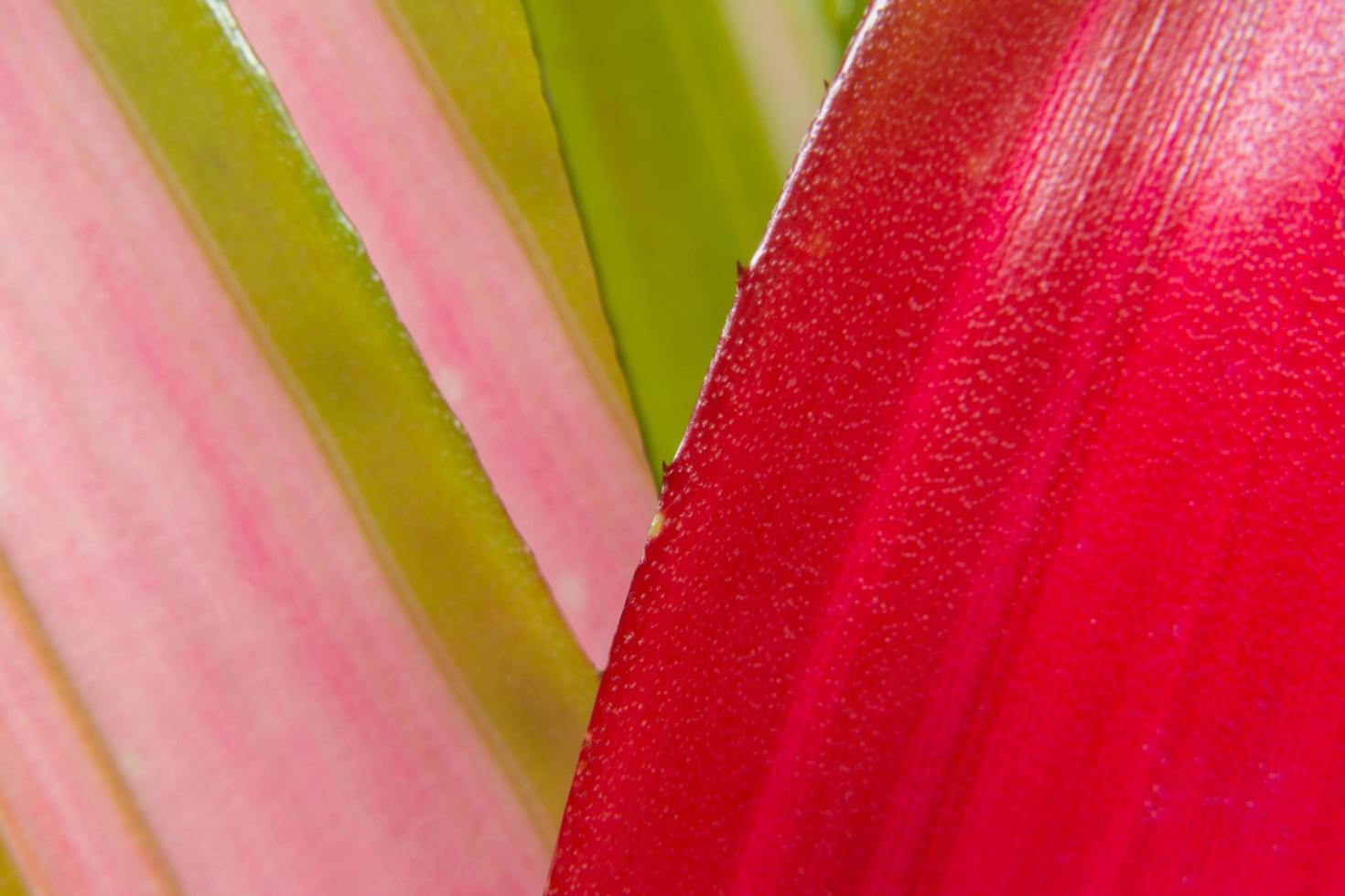 primer plano de hojas de bromelia foto