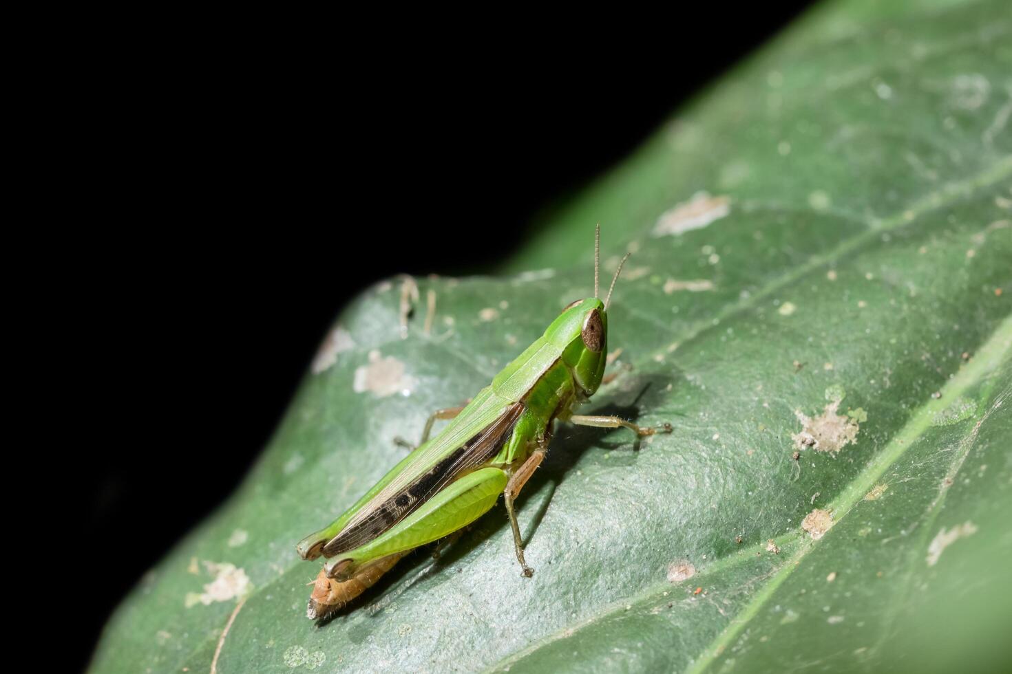 saltamontes en una hoja foto