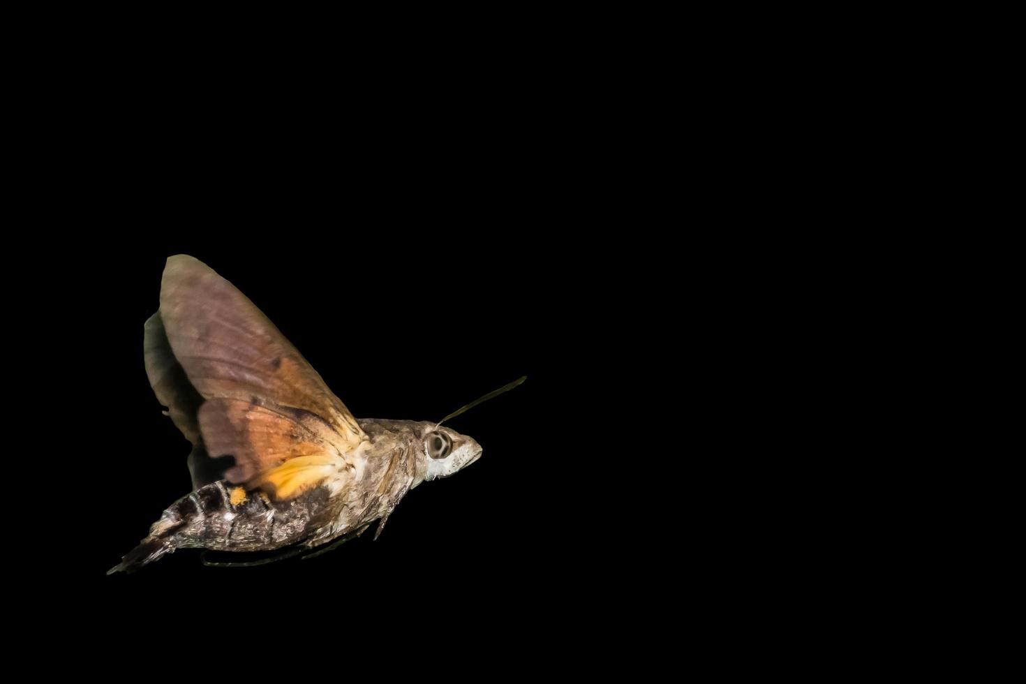 Moth on black background photo