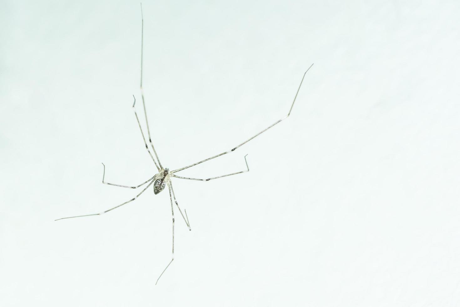 Spider on white wall photo