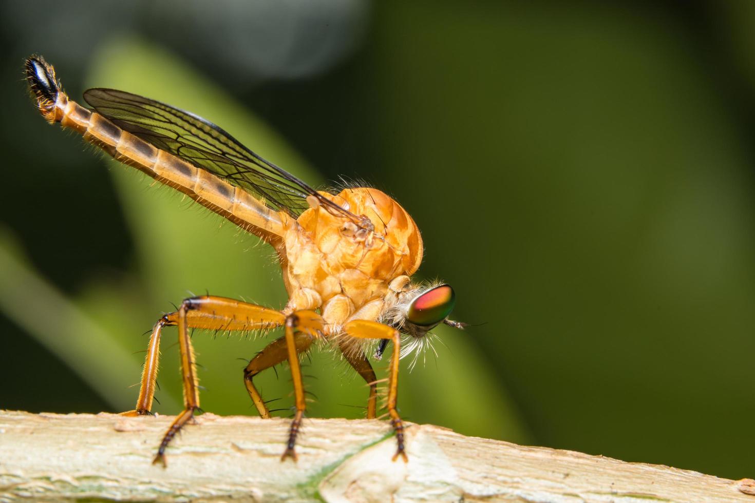 Robberfly on green background photo