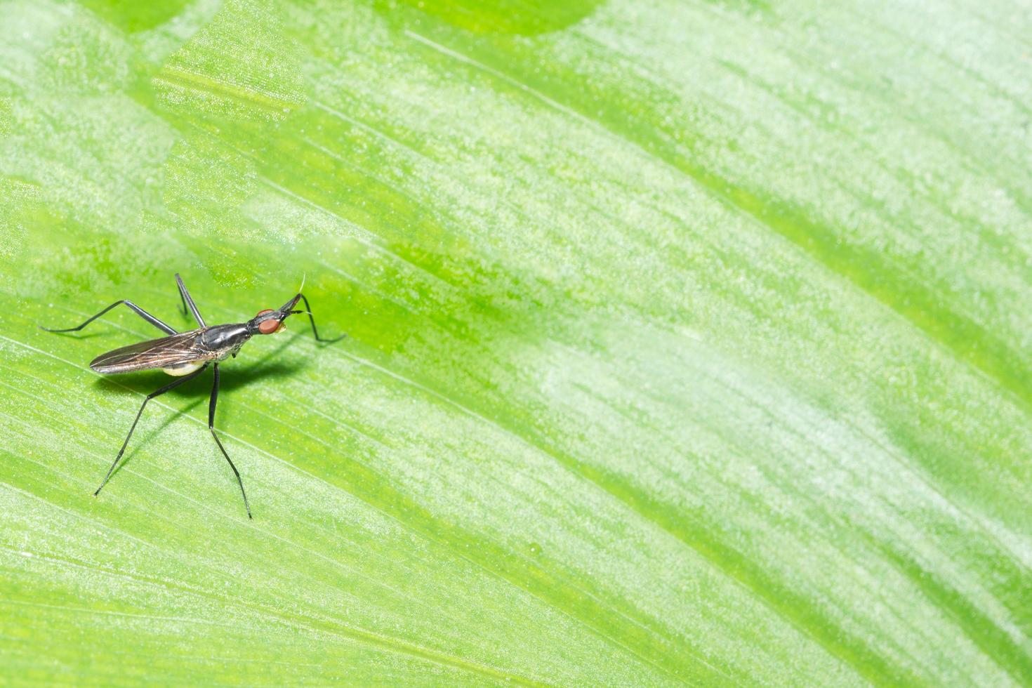 Insect on a leaf photo