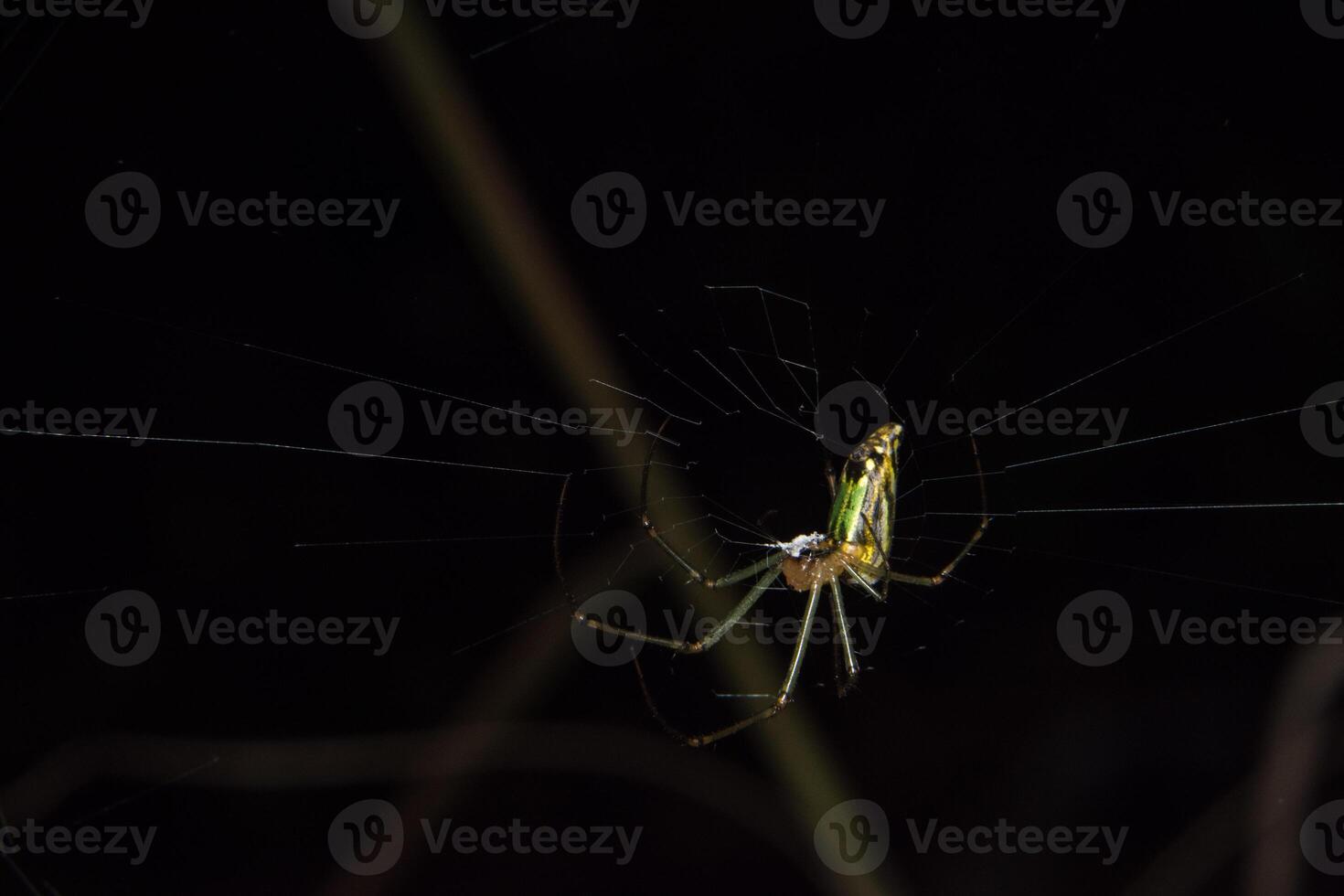A spider with a green and yellow body is sitting on its web photo
