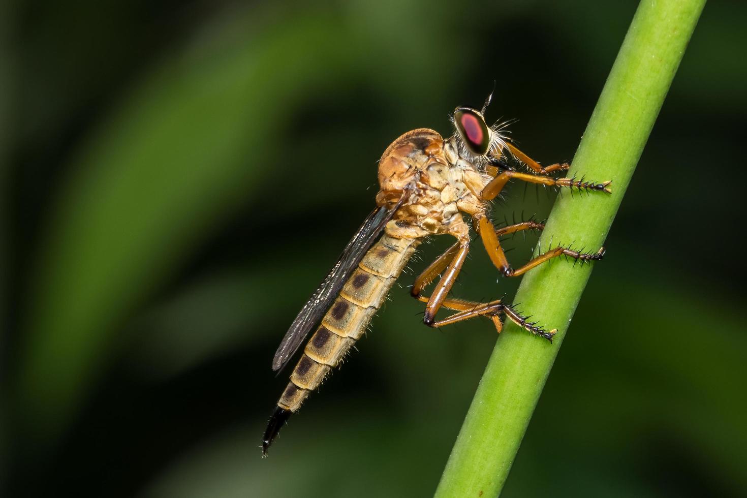 Robberfly on green background photo