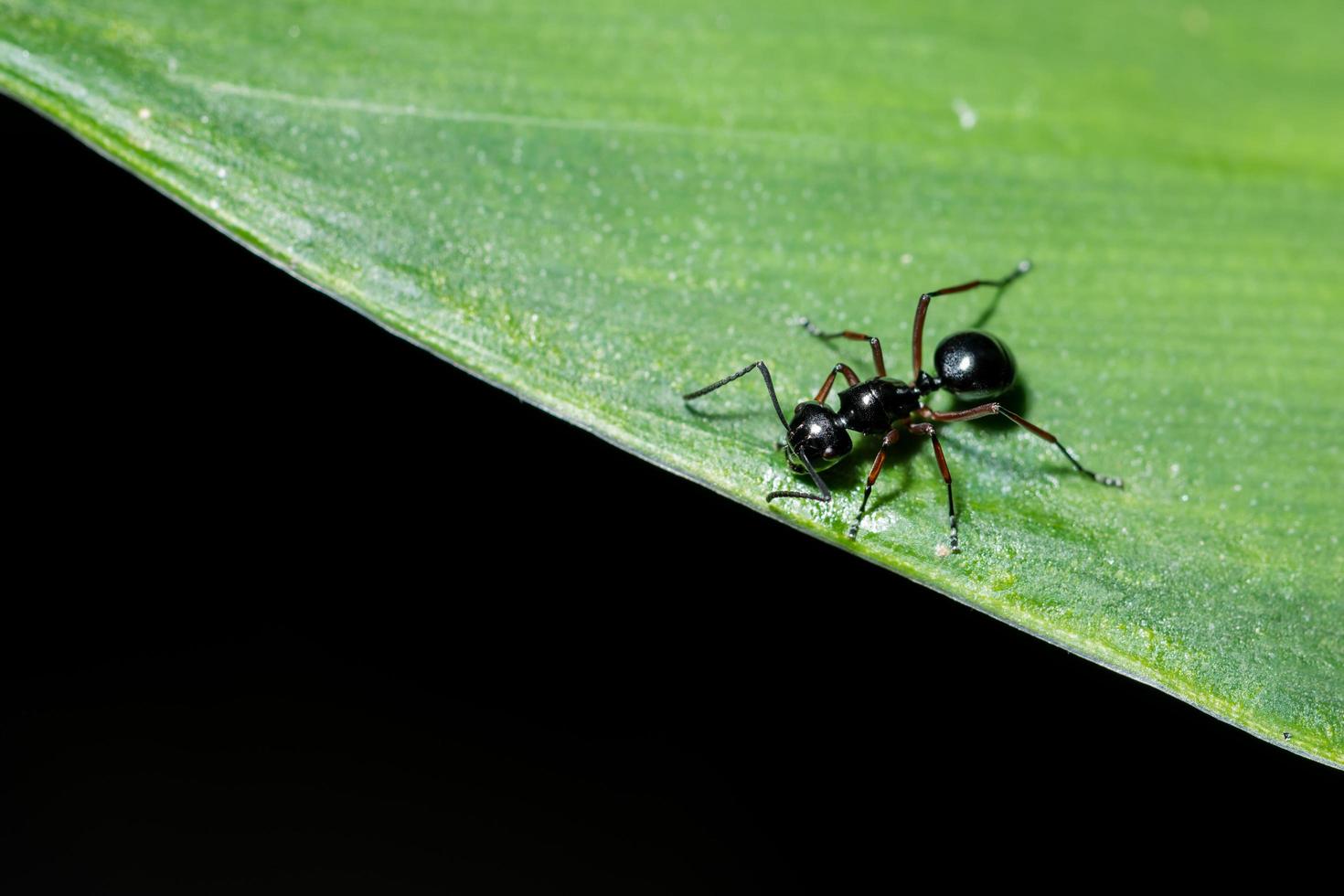 hormiga negra en una hoja foto