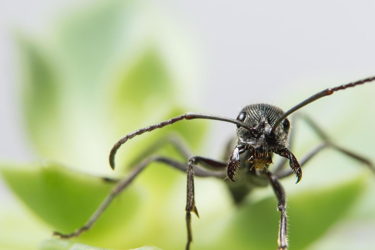 Ant on a leaf photo