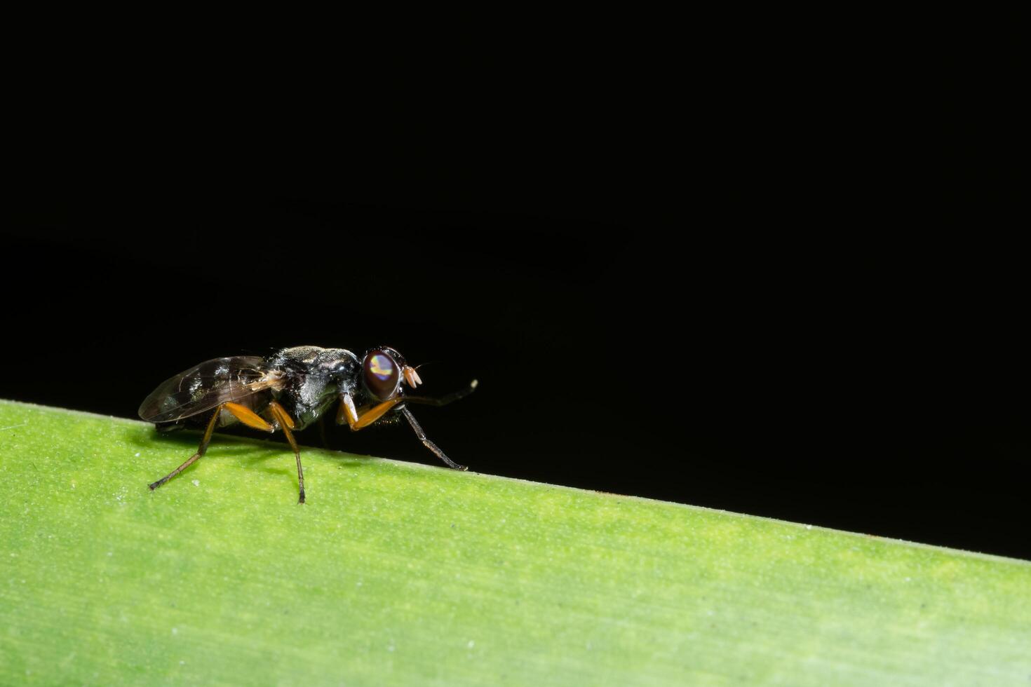 Fly on a leaf photo