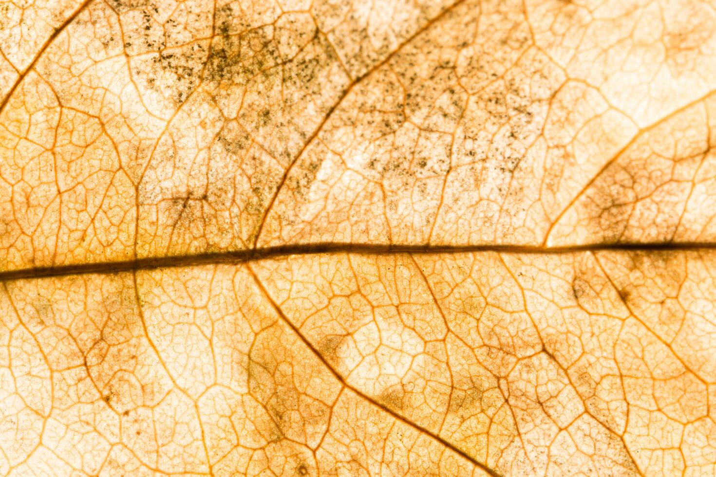 Background pattern of a leaf photo