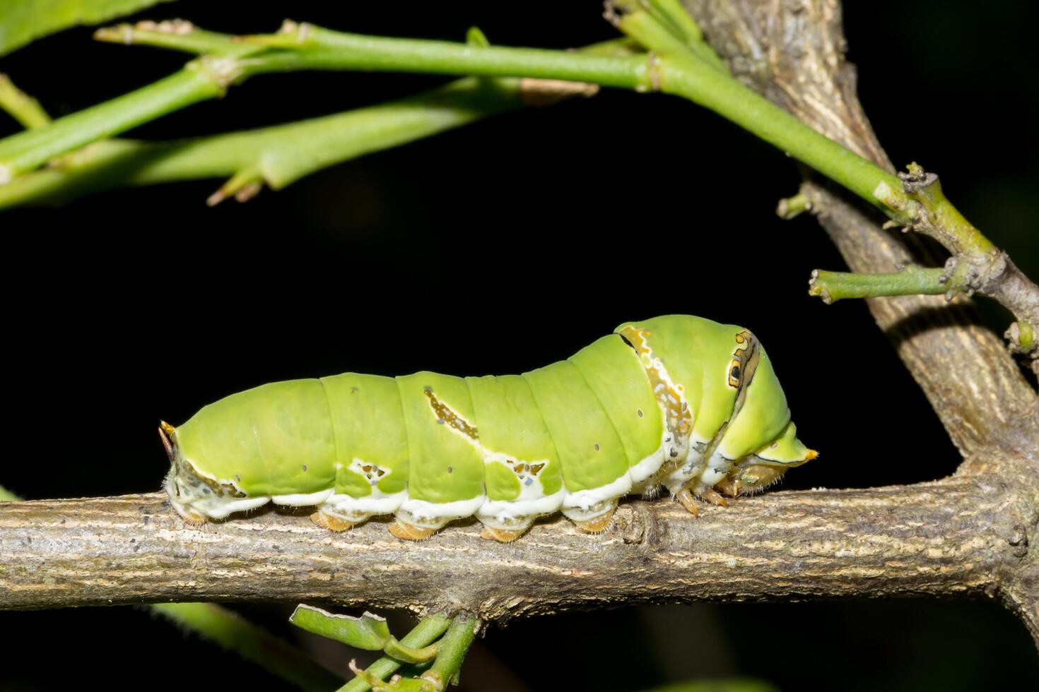 Worm on a branch photo