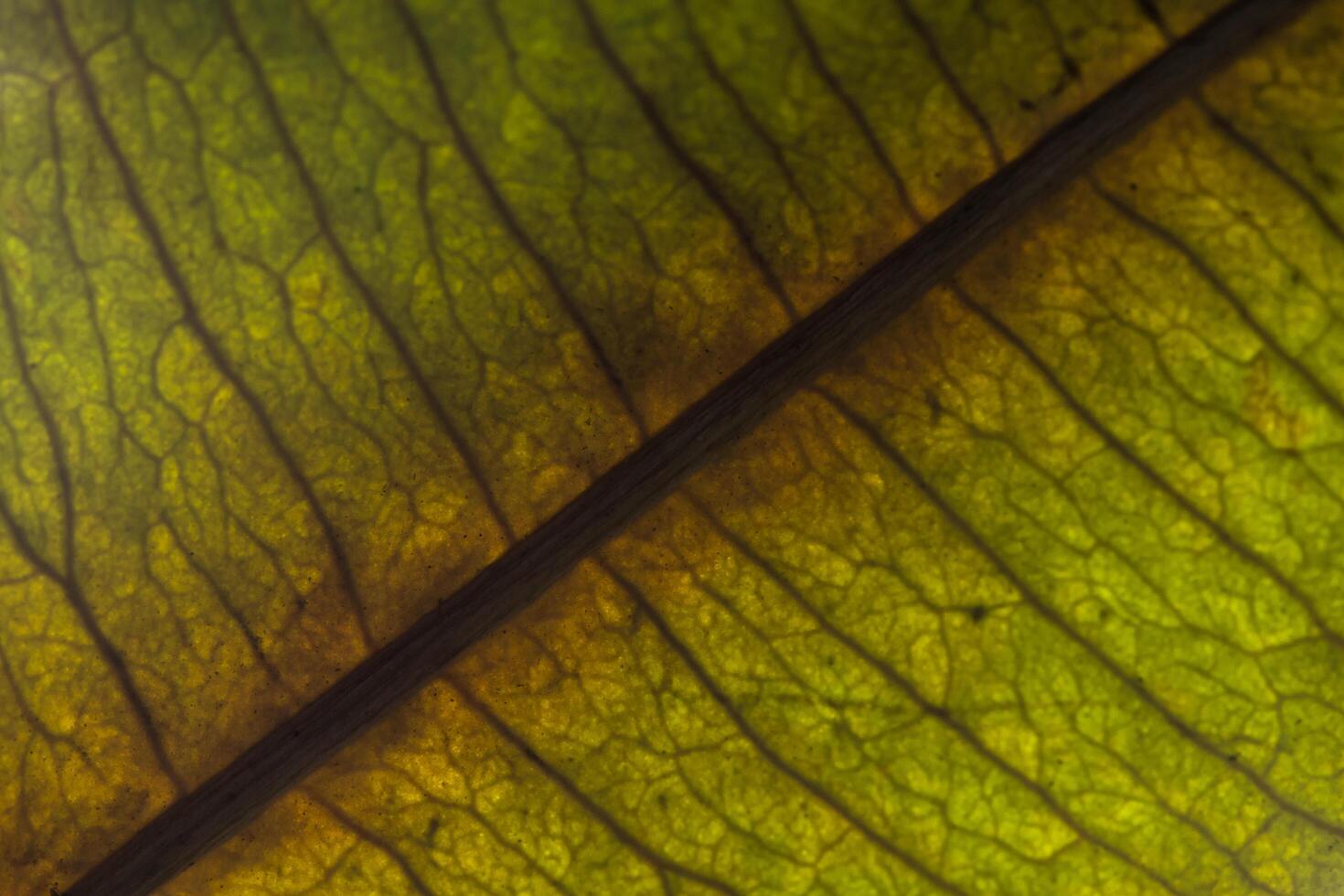 Background pattern of a leaf photo