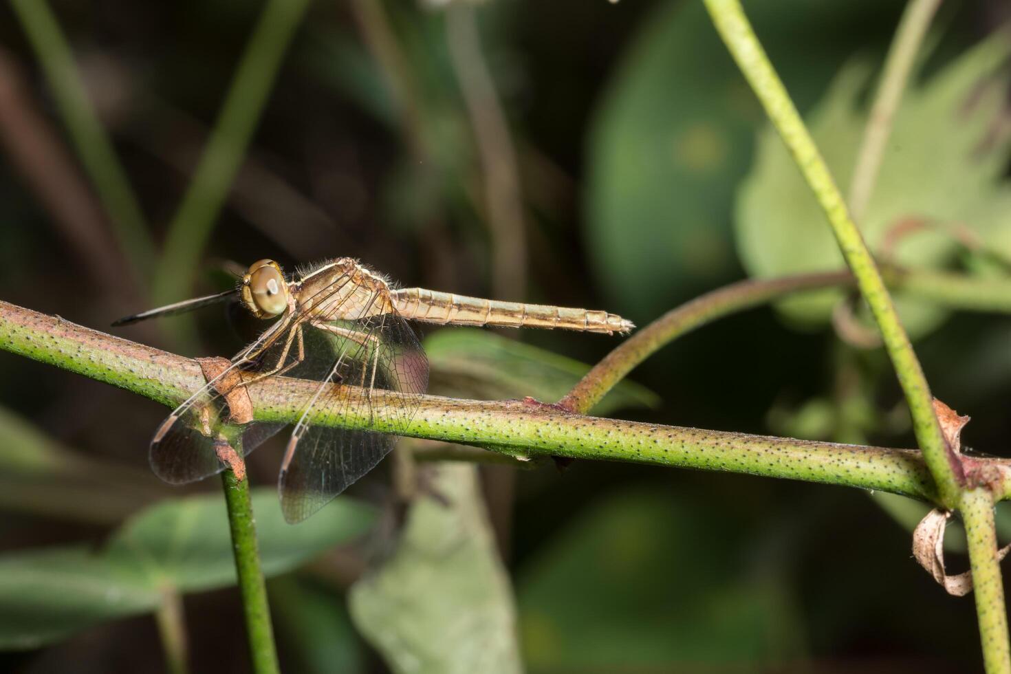 libélula en una rama foto