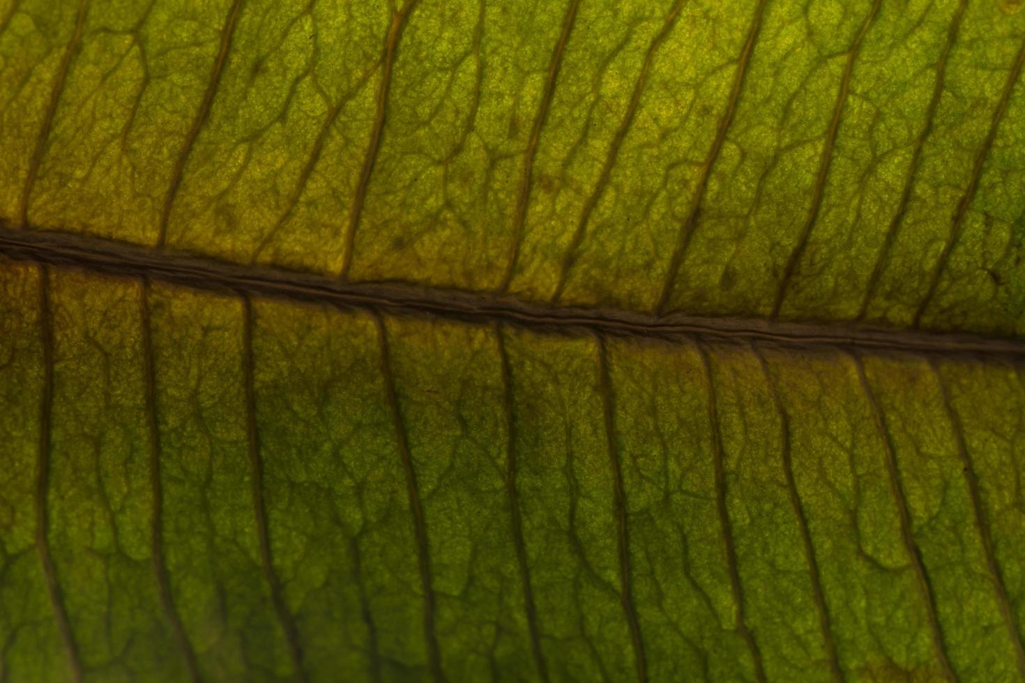 patrón de fondo de una hoja foto