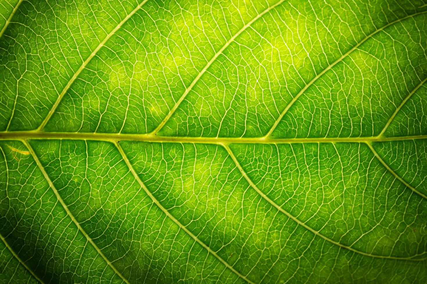 Leaf pattern background photo