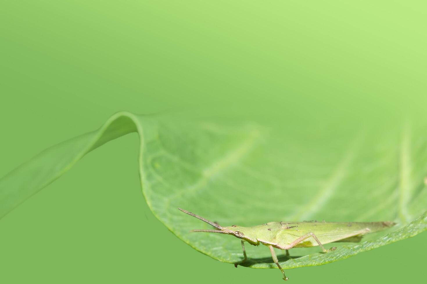 Grasshopper on a leaf photo