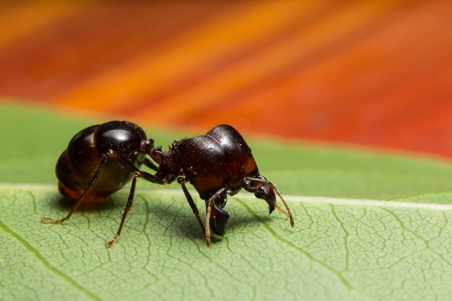 Pheidole jeton driversus hormiga en una hoja foto