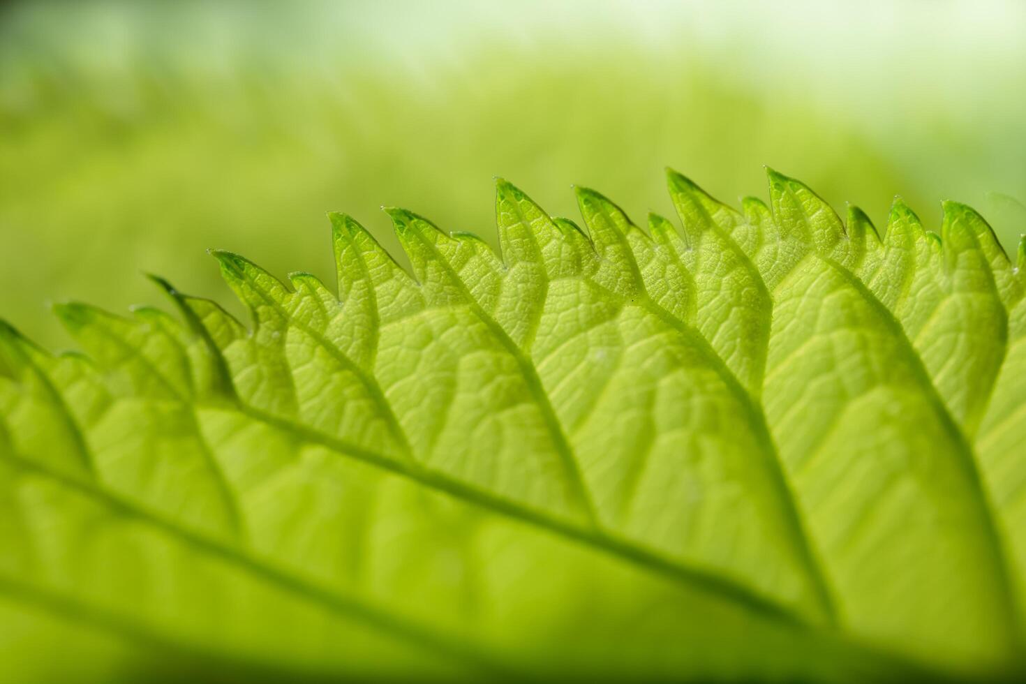 Background pattern of green leaves photo