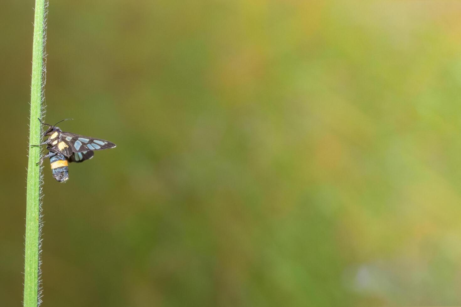 Butterfly on a plant photo