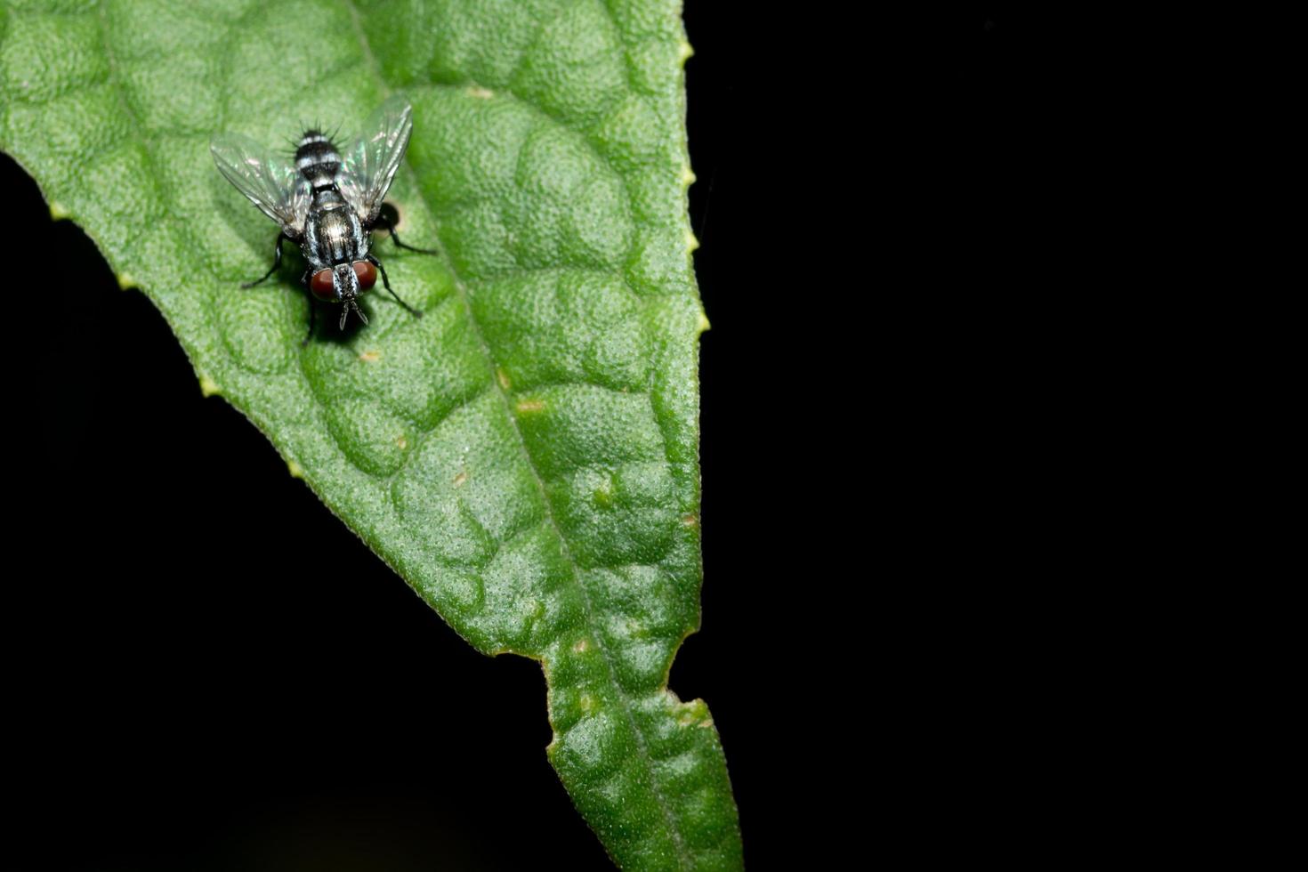 Close-up of fly on a leaf photo