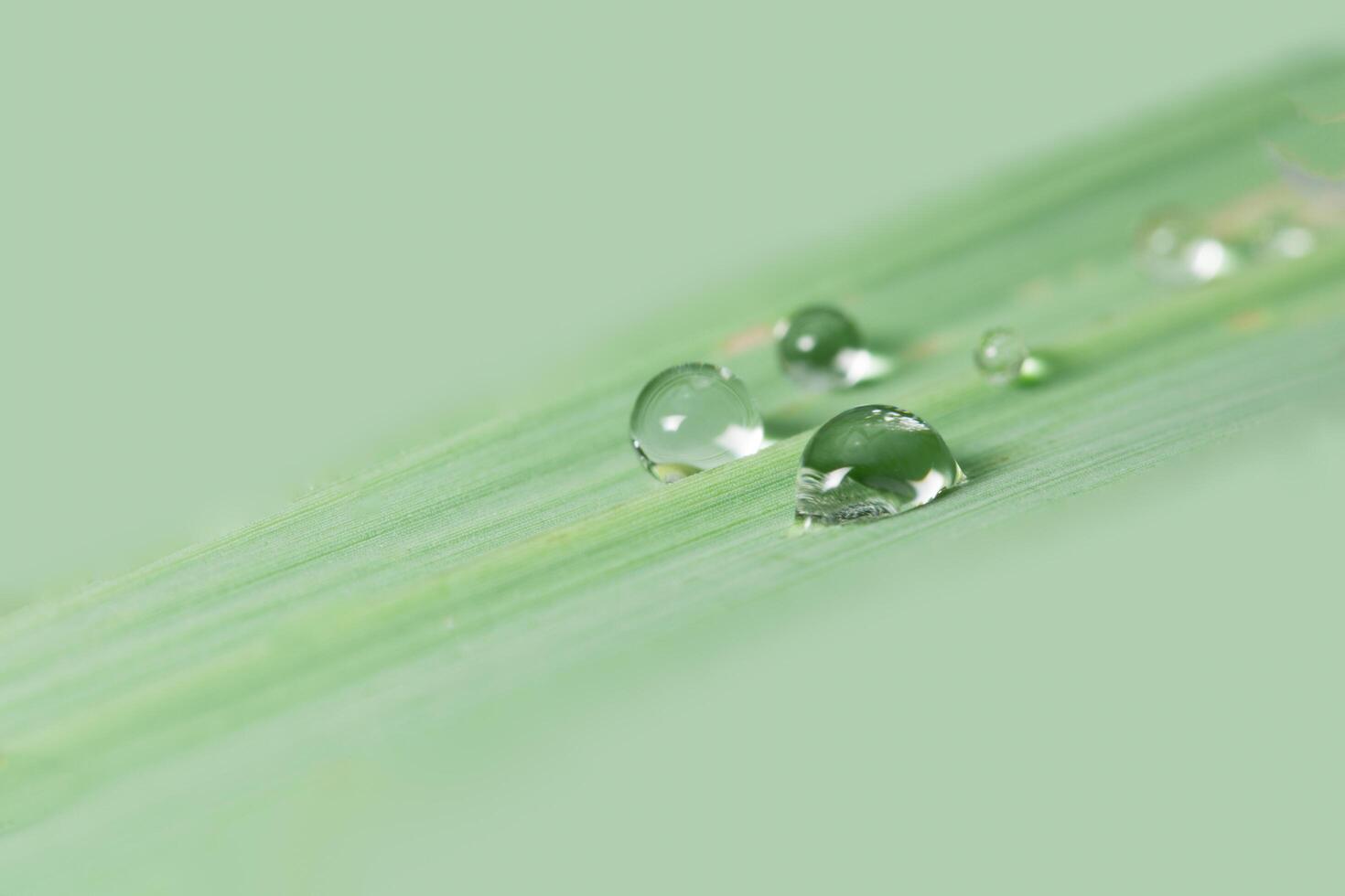 Drops on a leaf photo