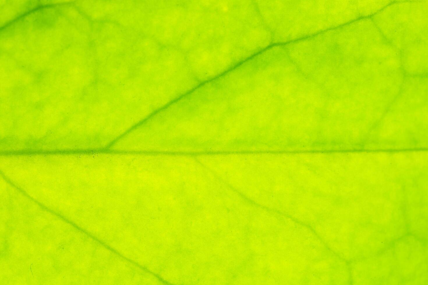 Texture of leaf photo