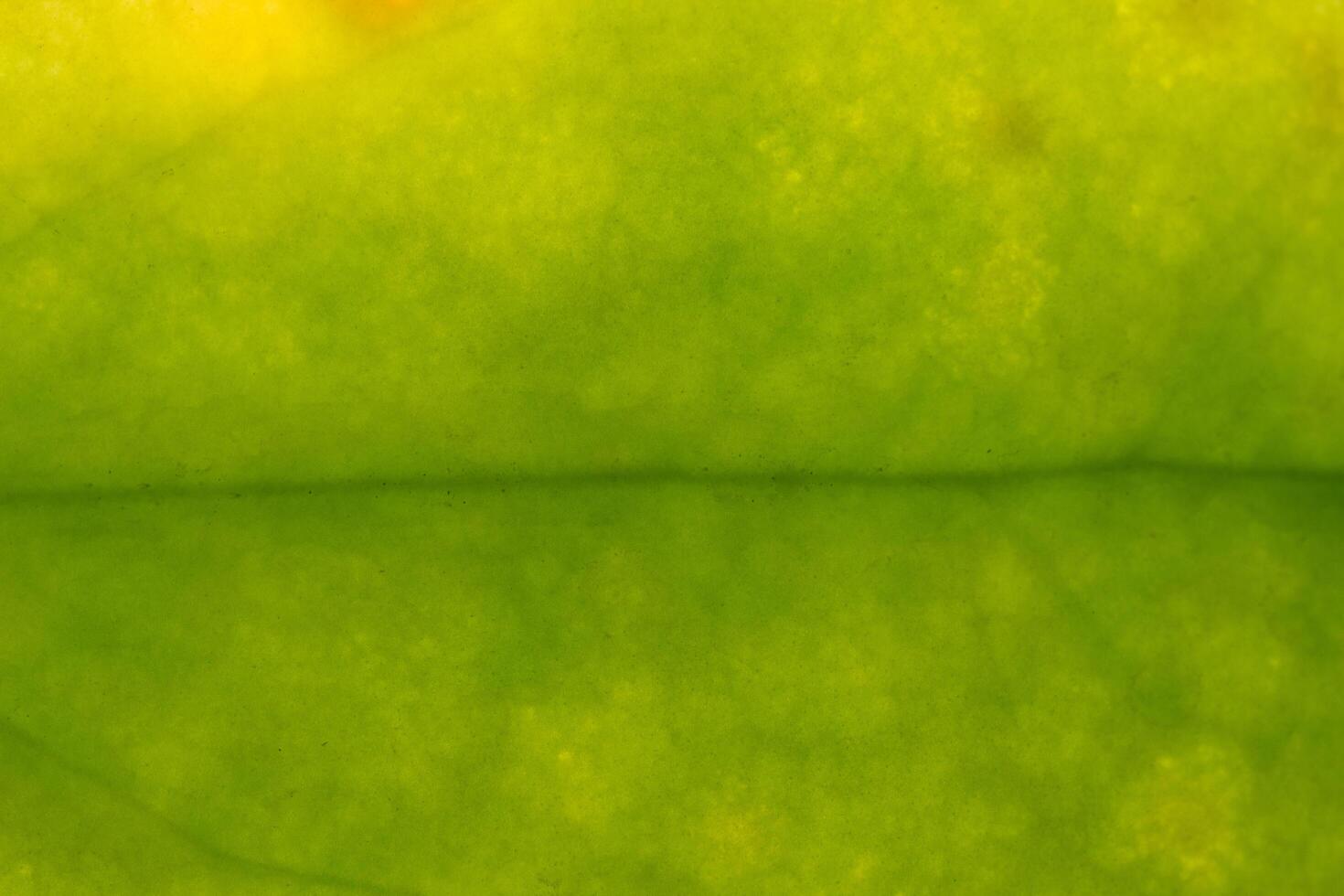 Background pattern of a leaf photo