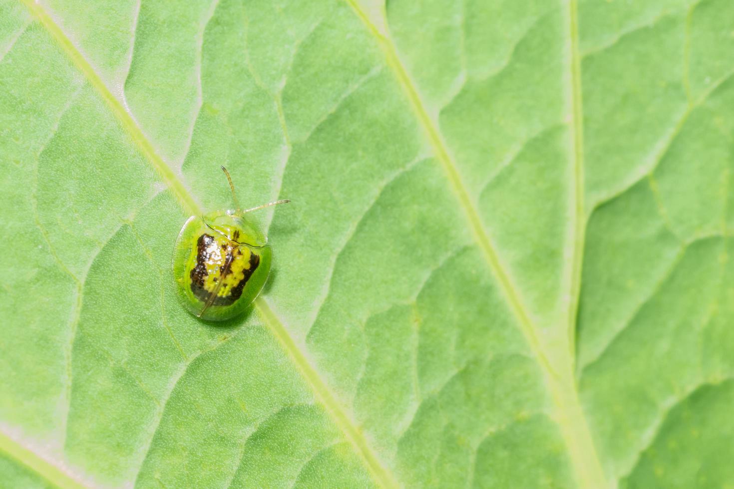 Yellow ladybug on a leaf photo