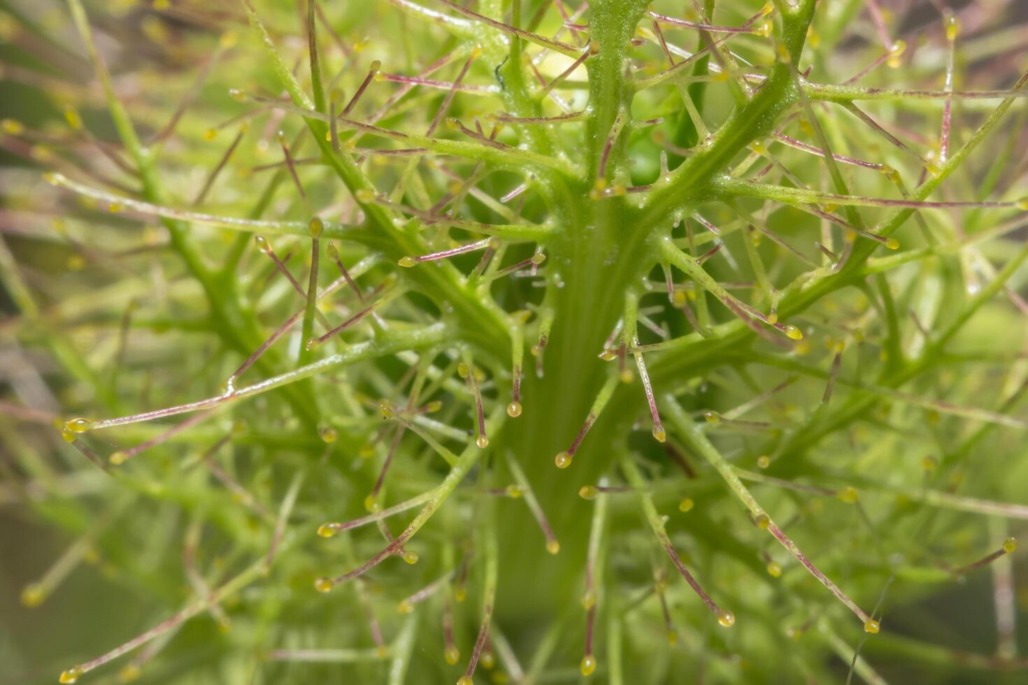 Fetid passionflower background photo