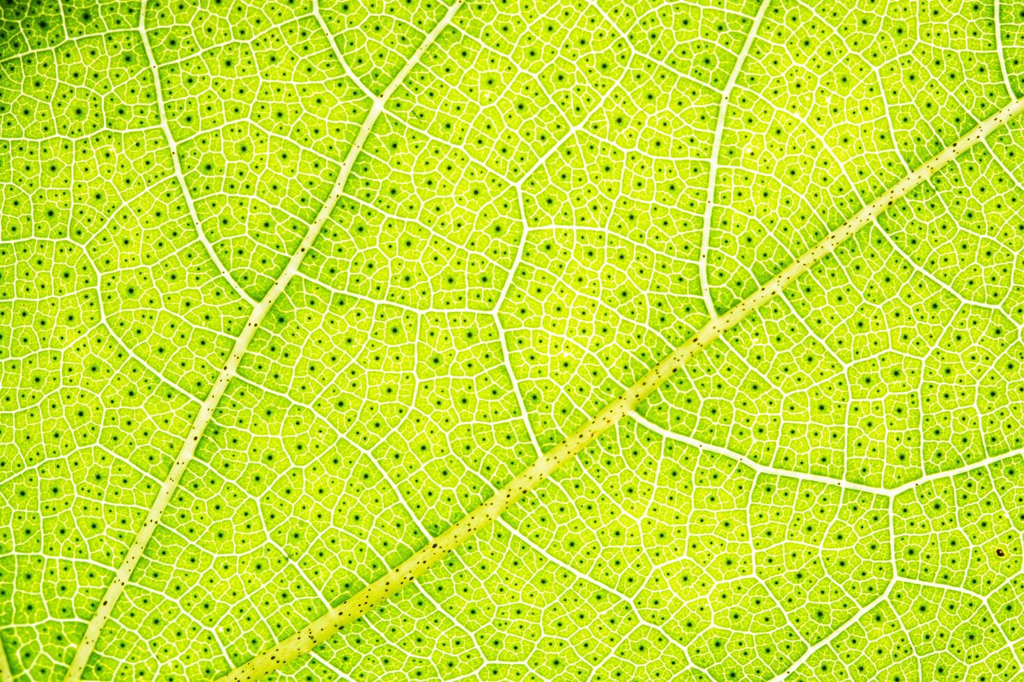 Leaf pattern background photo