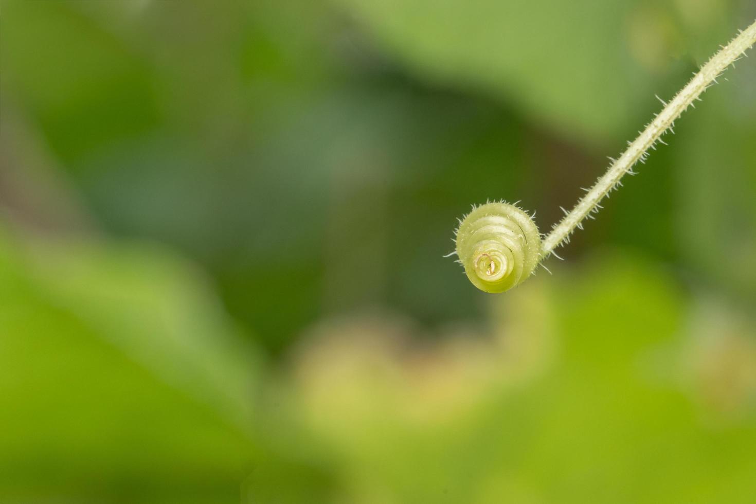 Green natural background photo