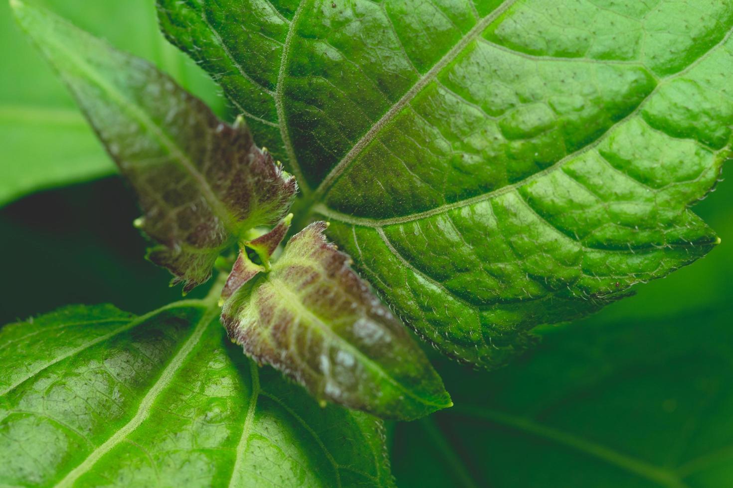 Green natural background photo