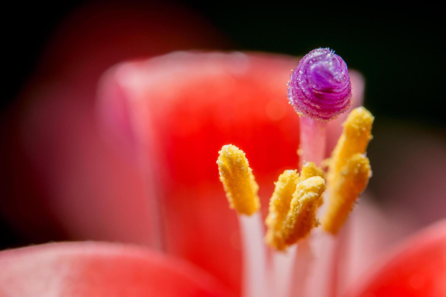 Pineapple flower close-up photo