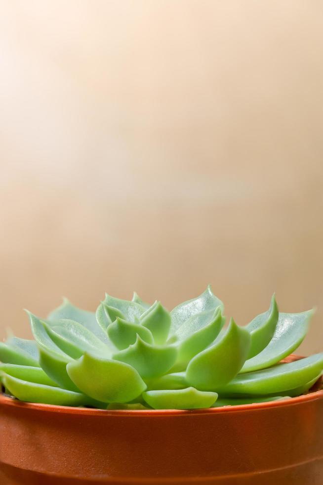 Cactus in pot photo