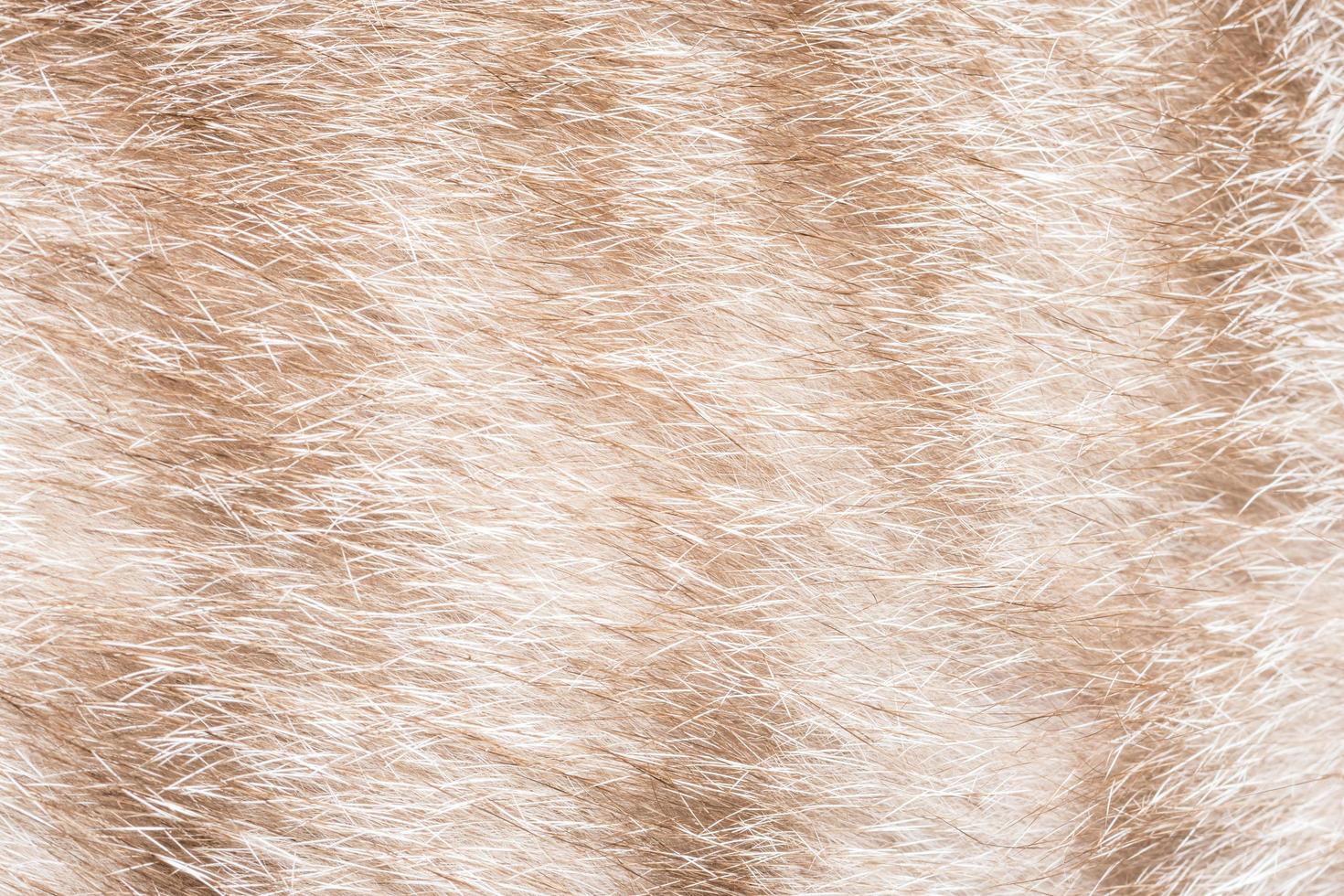 Close-up of fur photo