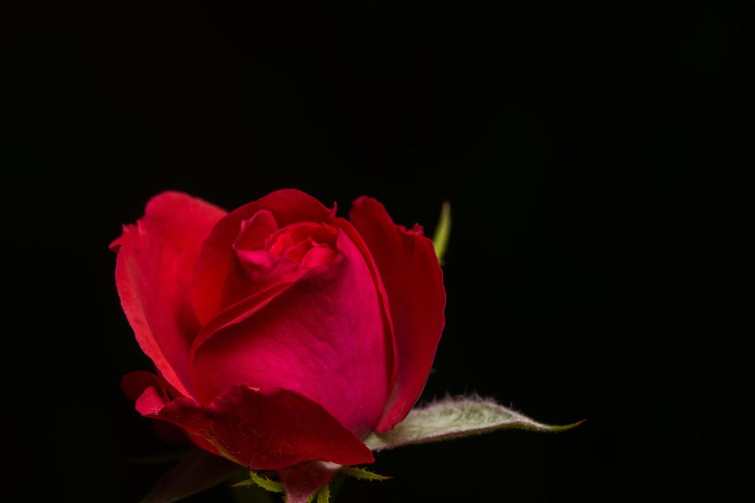 Red rose close-up photo