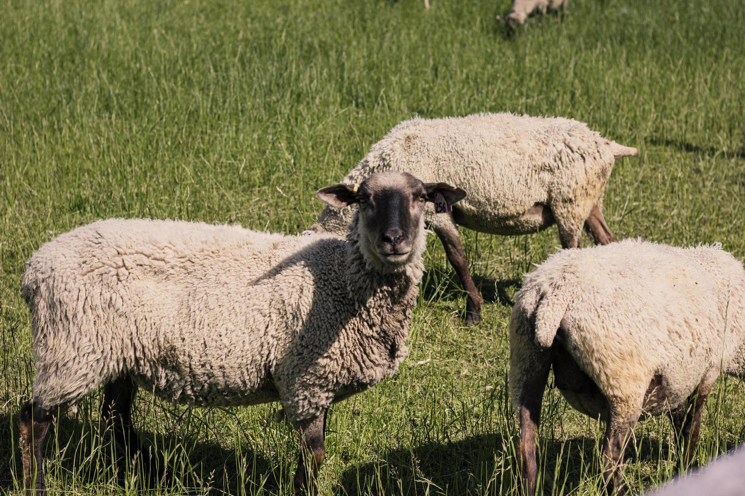 Sheep in field photo