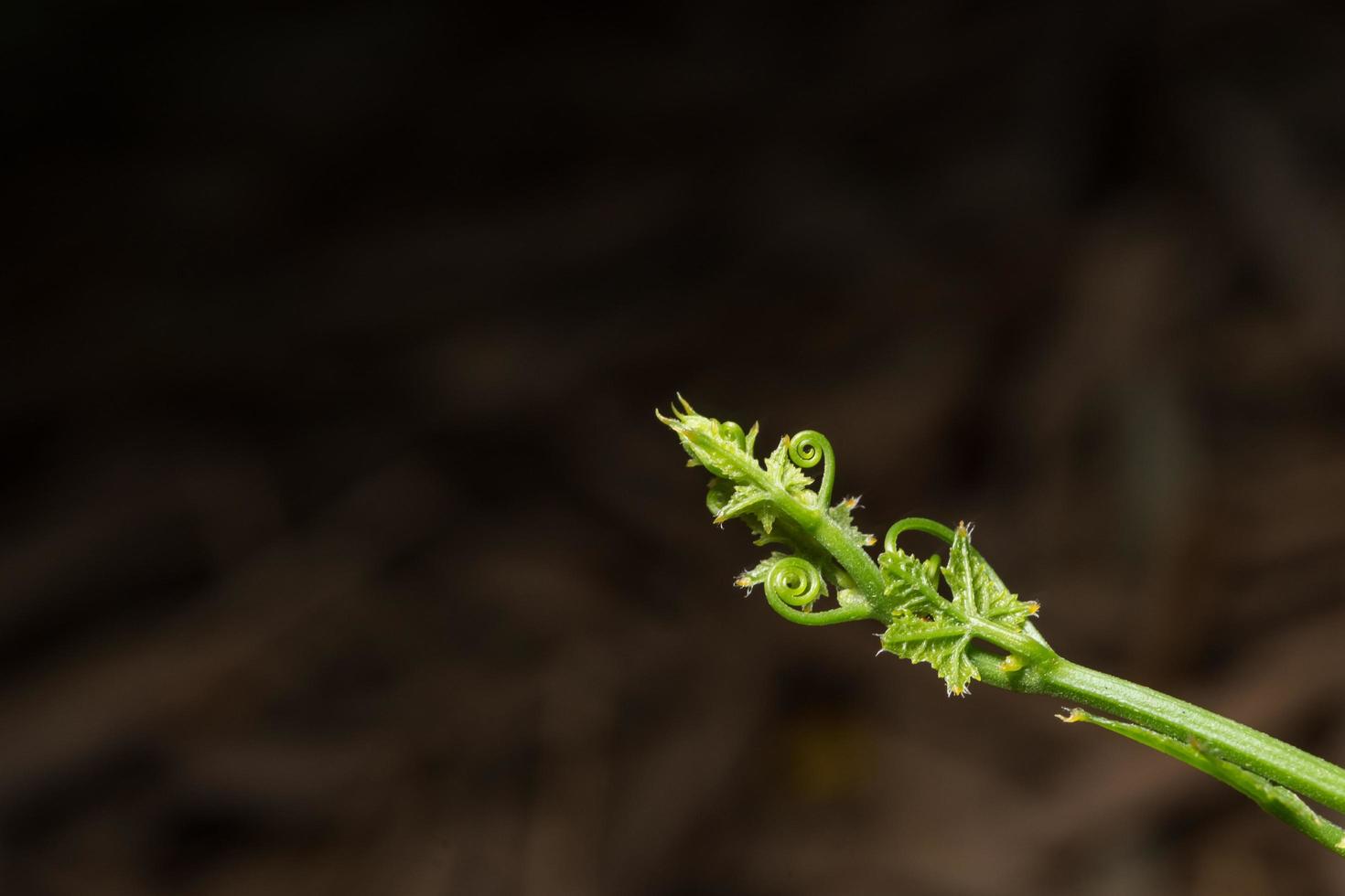 hoja sobre fondo oscuro foto