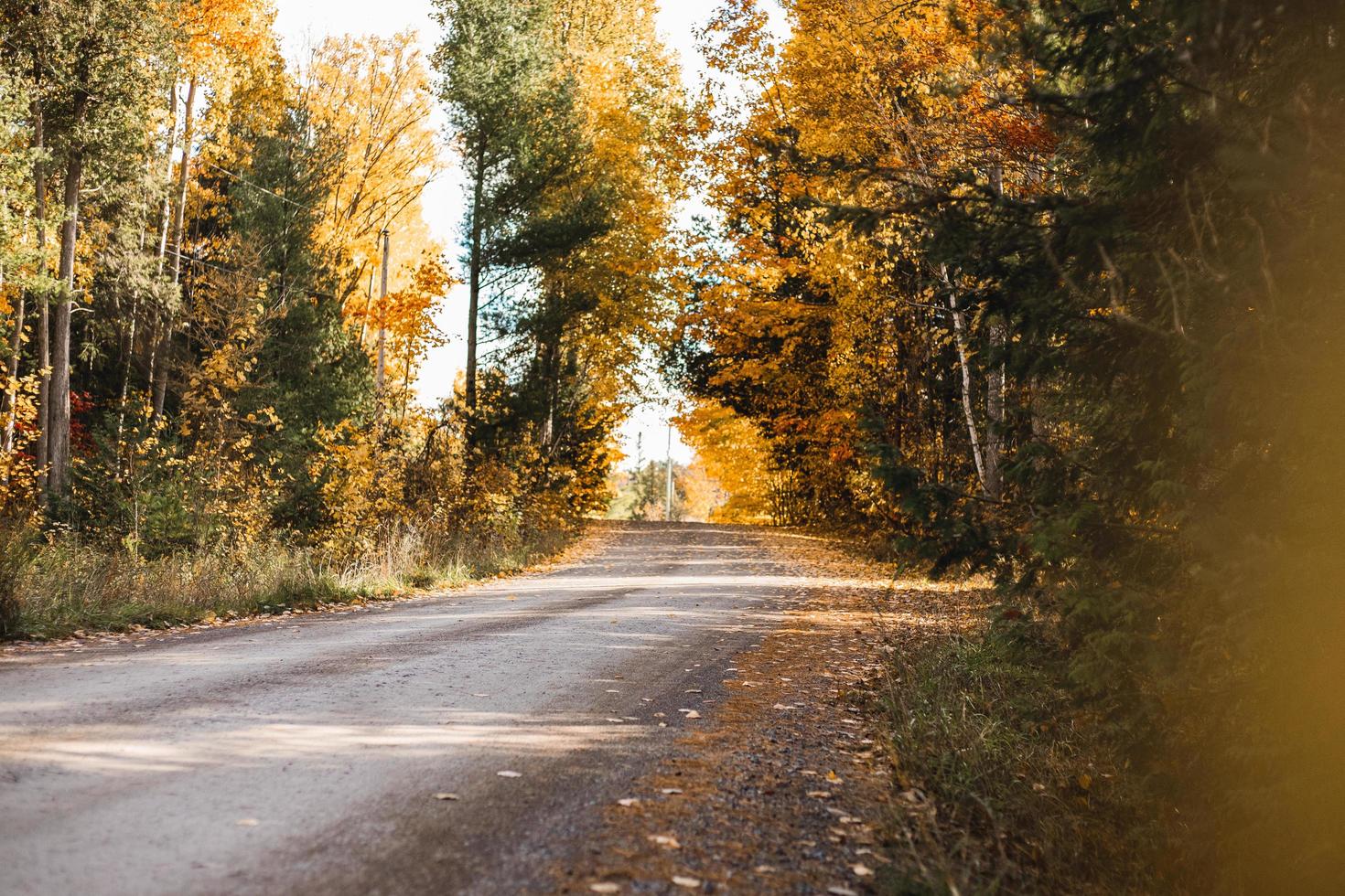 Road during fall photo