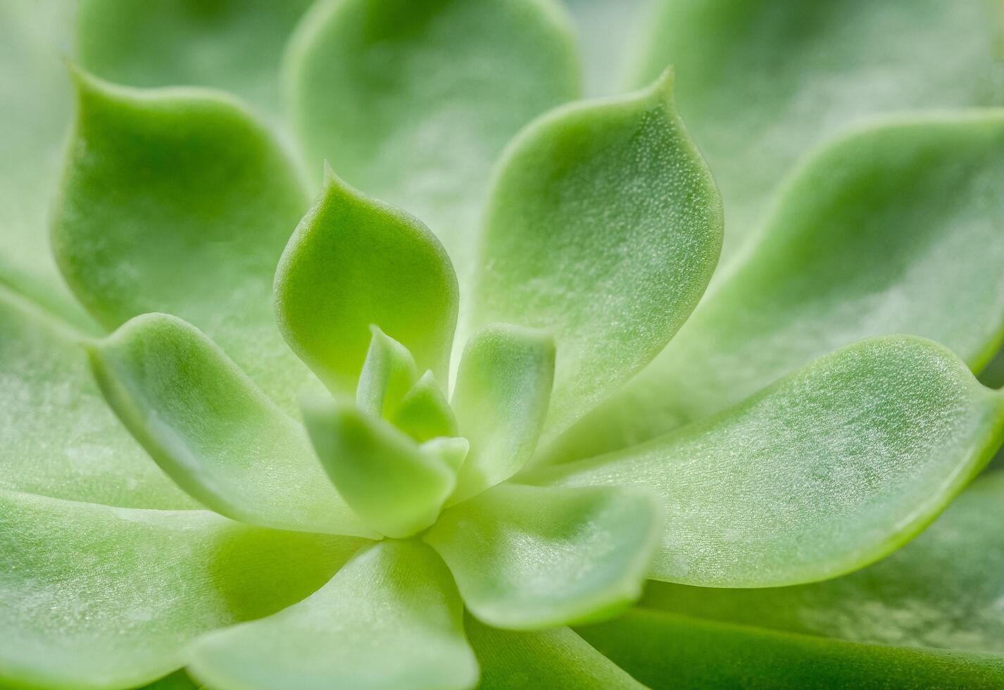 Green cactus close-up photo