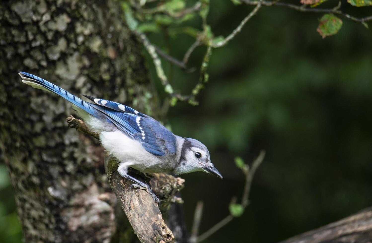 Blue Jay se inclina hacia adelante en la rama de un manzano foto