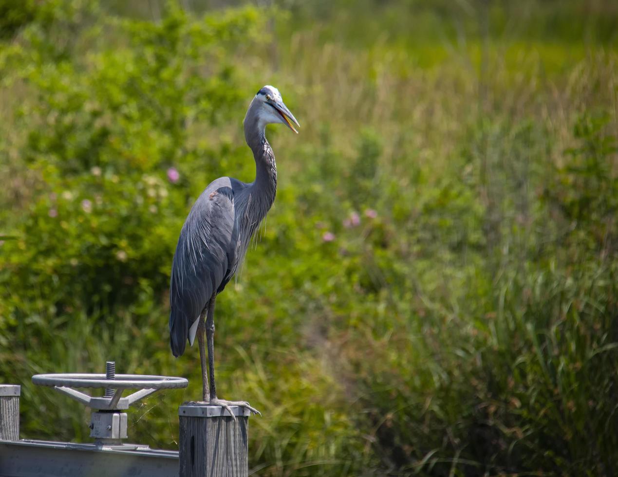 Great Blue Heron standing on sluice gate photo