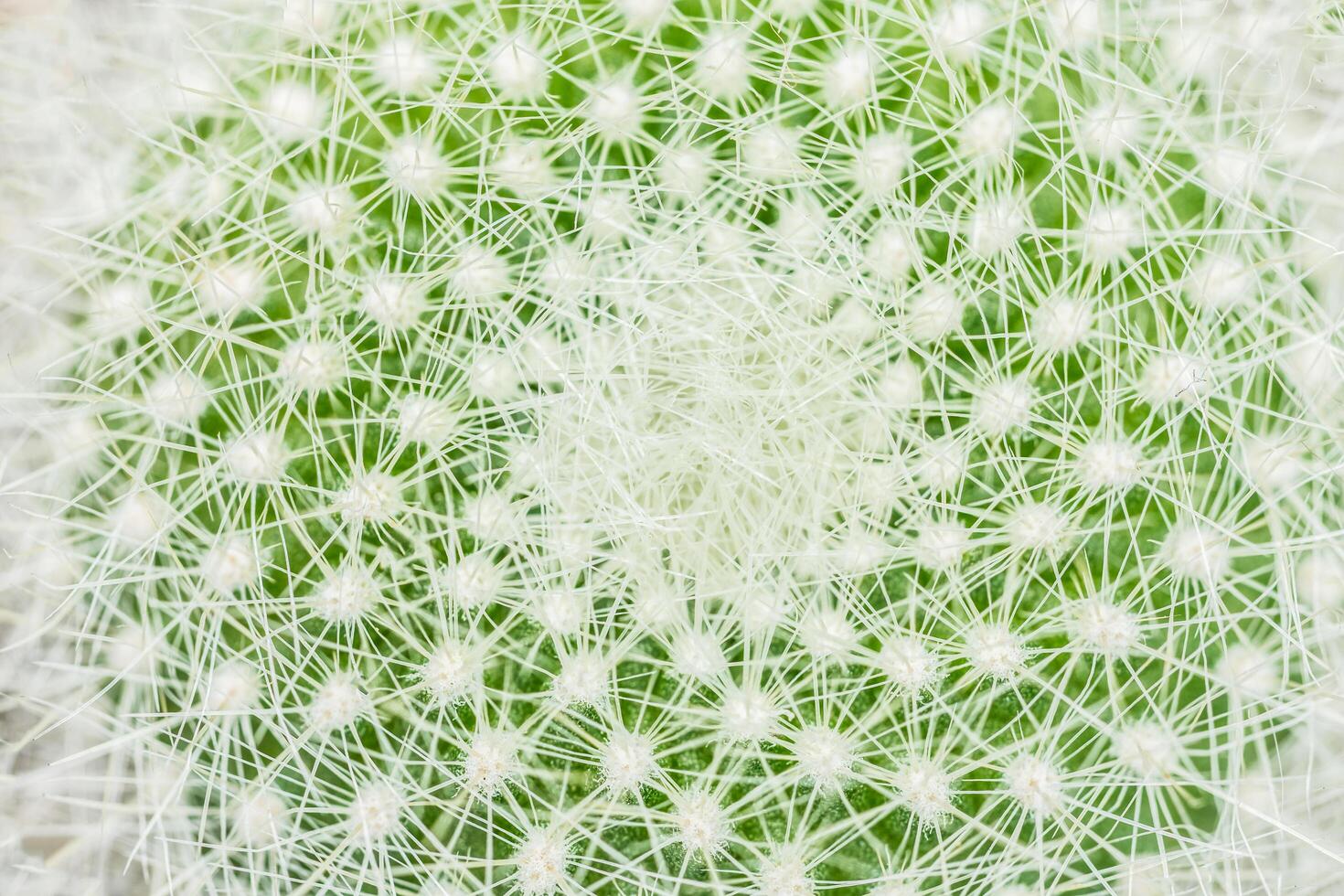 Green cactus close-up photo