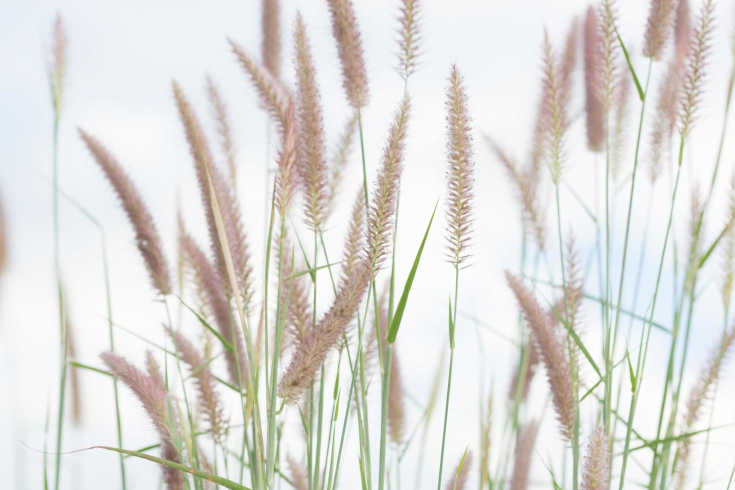 Grass flowers close-up photo