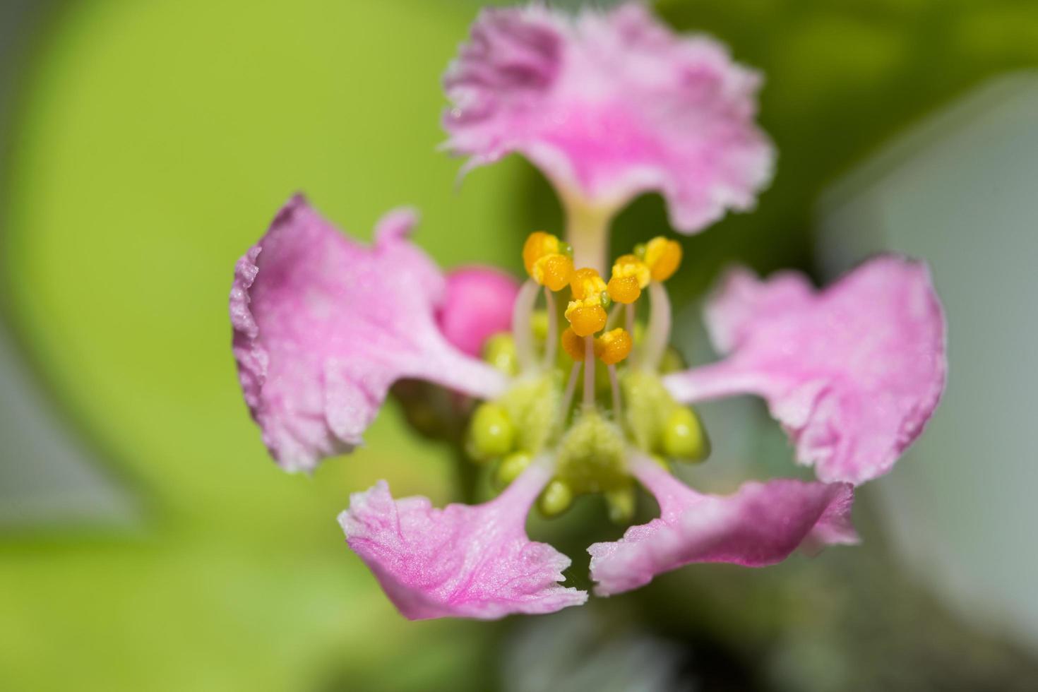 Cherry blossom close-up photo