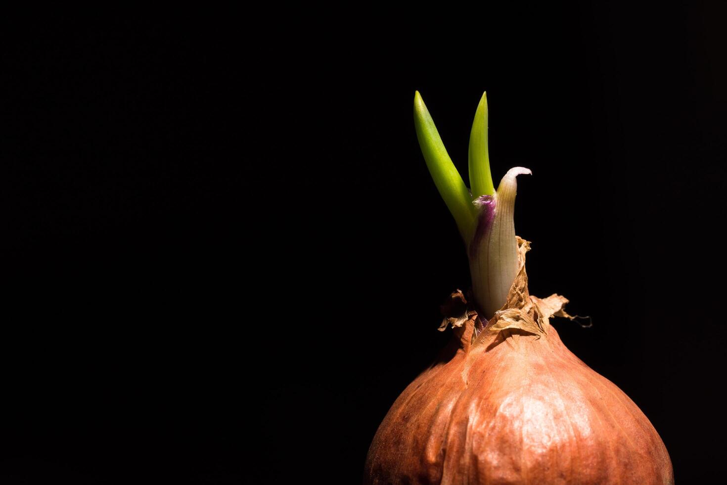 Spring onion on black background photo