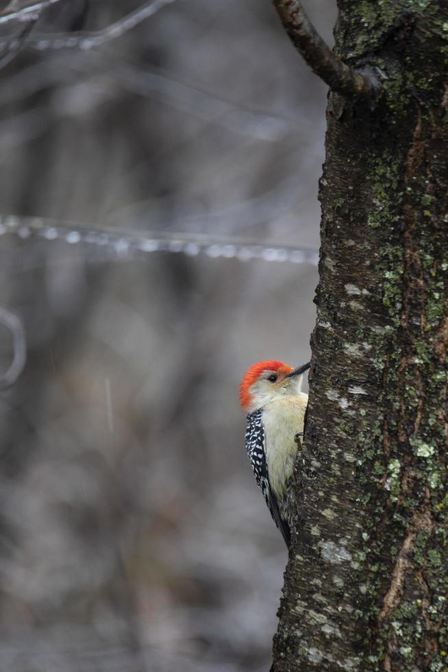 Carpintero macho de vientre rojo en el tronco de un árbol foto