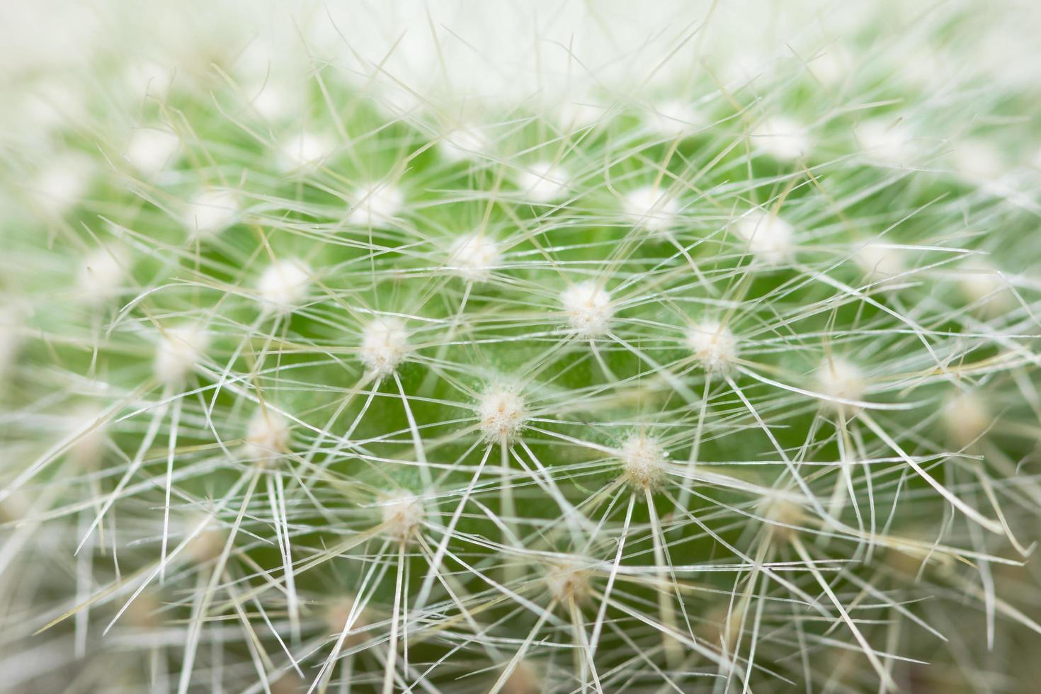 Green cactus close-up photo